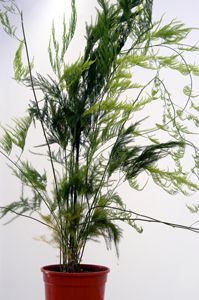 Asparagus setaceus