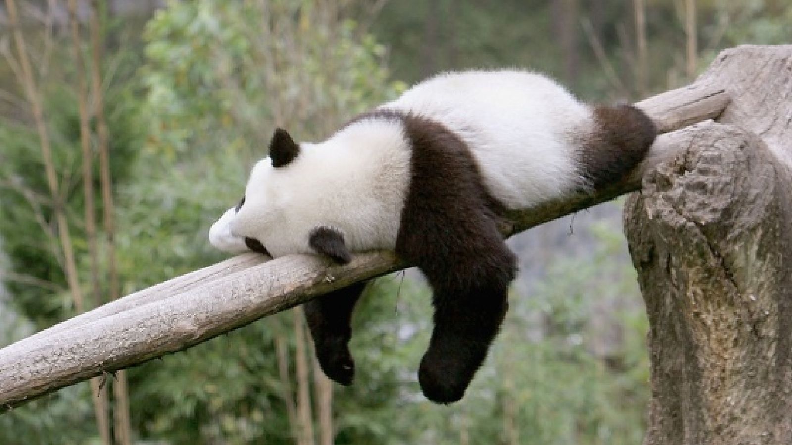 El oso panda duerme alrededor de 12 horas al día