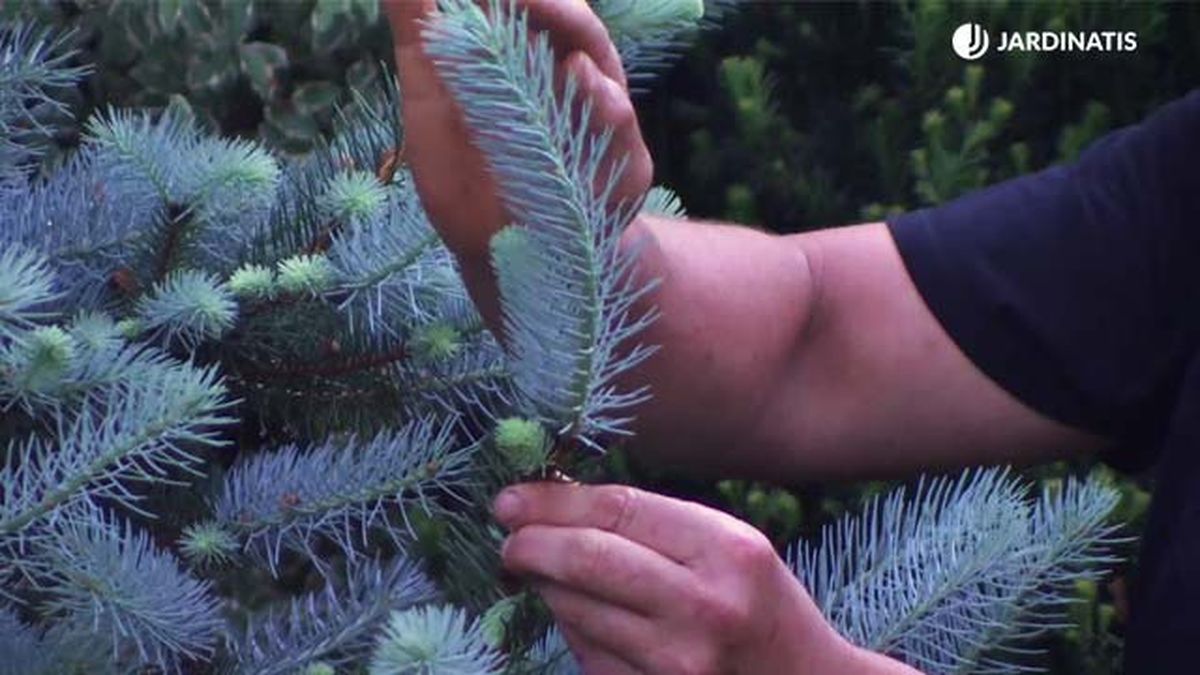 deco 775 jardin abeto azul follaje