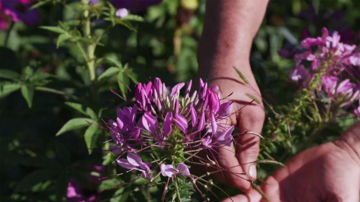 brico 1005 jardin cosecha semillas otono cleome