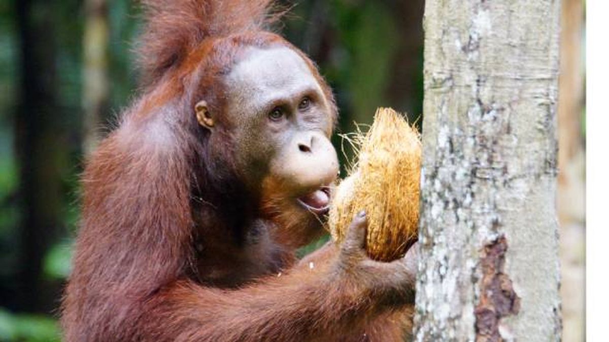 orangutan mamifero arboricola que come