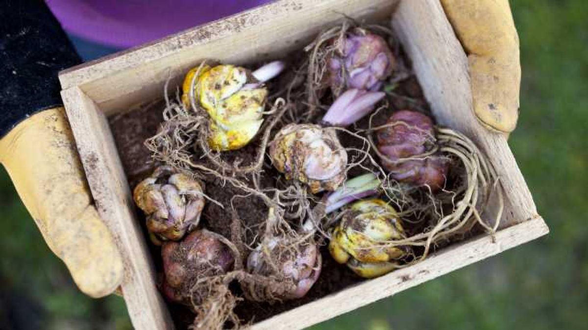 bulbos lirios azucena