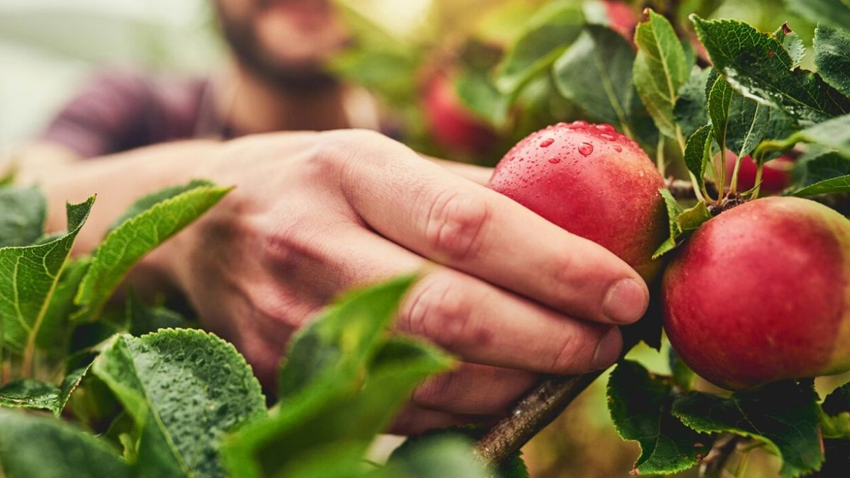 Existen muchas tipologías de frutas.