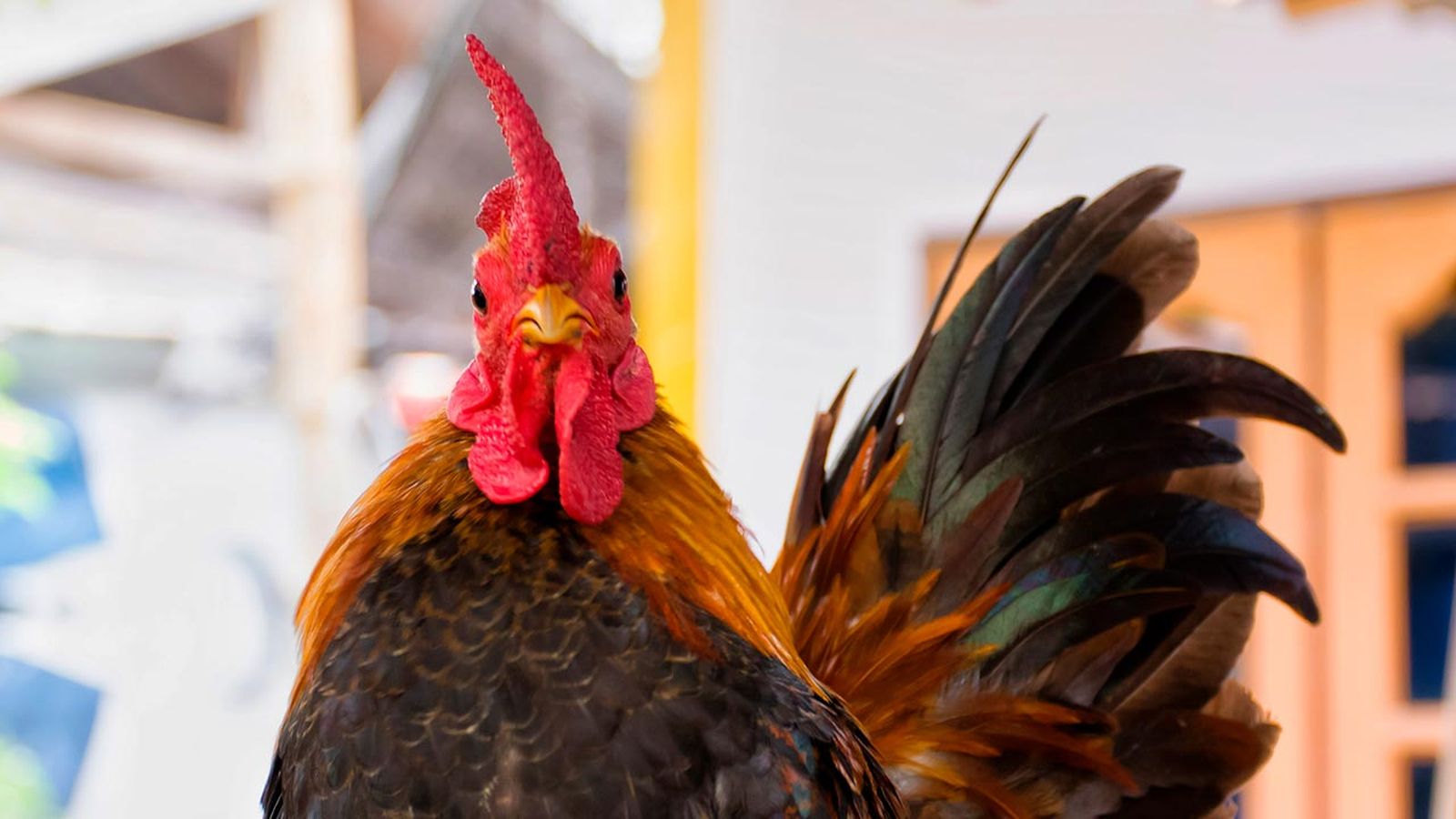 selfies divertidos animales granja 9