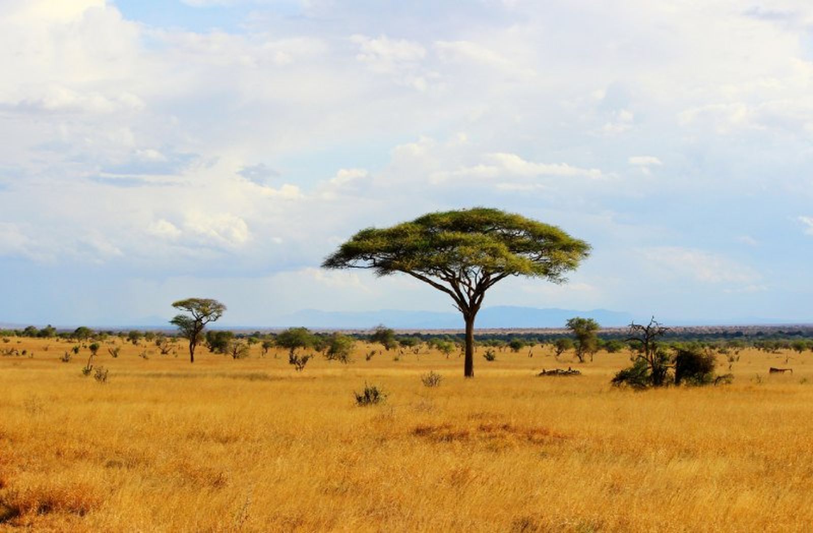 Sabana africana de Kenia.