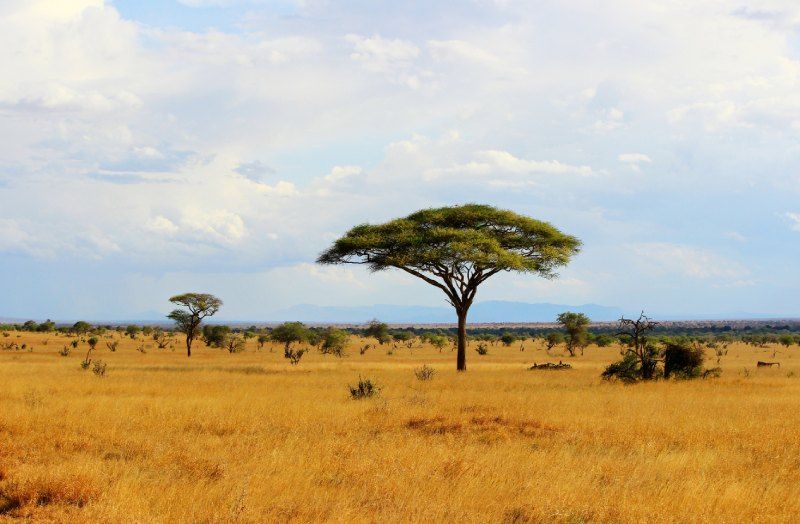 Sabana africana de Kenia.