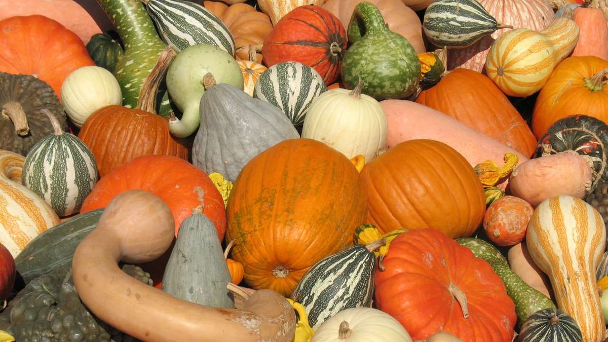 Cosecha de la calabaza