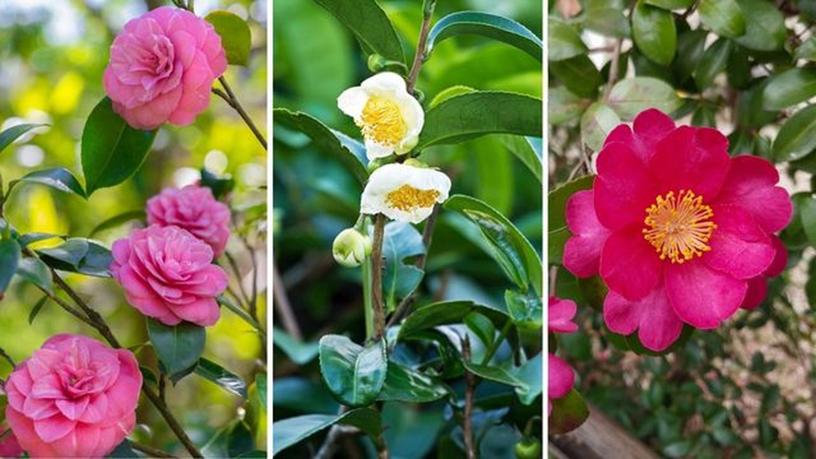 camellia japonica camellia sinensis camellia sasanqua