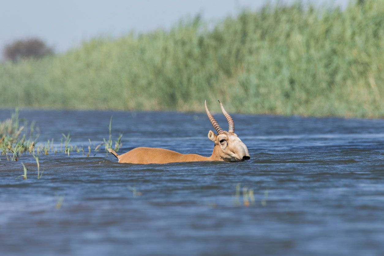 saiga capacidad de adaptacion