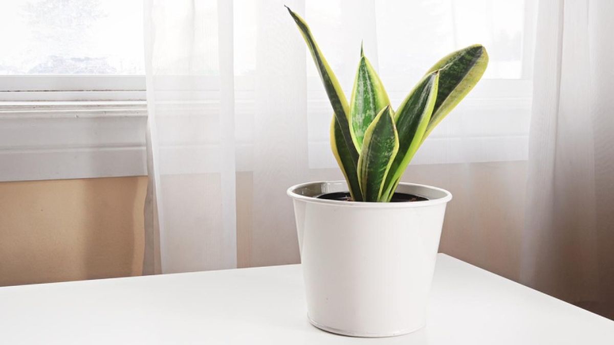 La lengua de tigre o sansevieria es una planta muy rústica y resistente