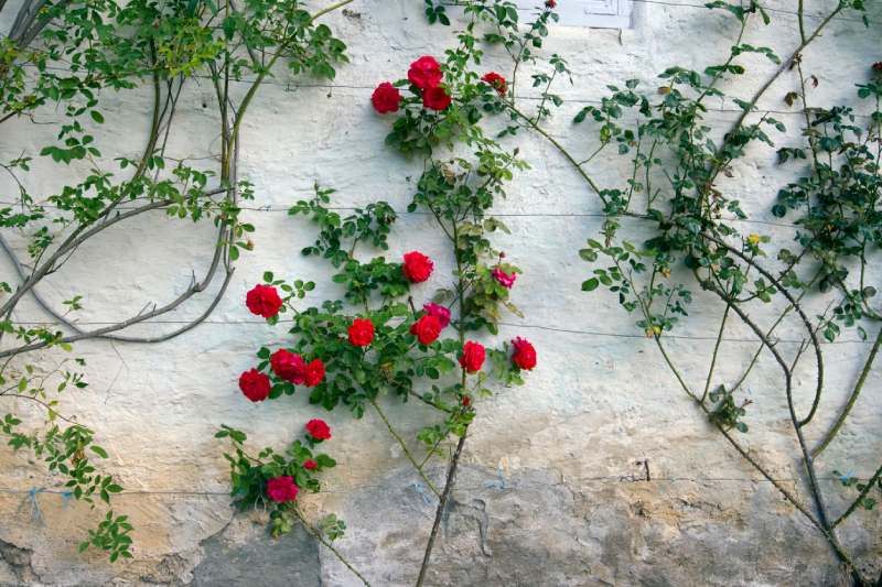 Rosal trepador