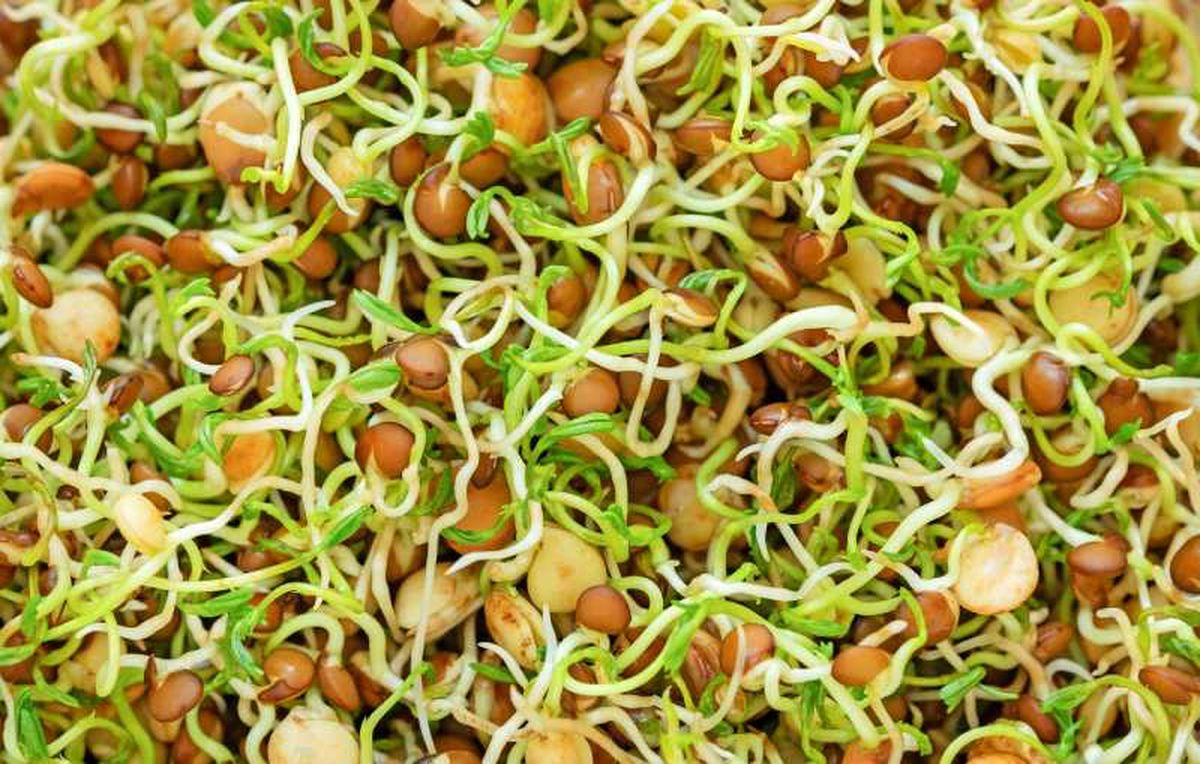 Germinados de lentejas