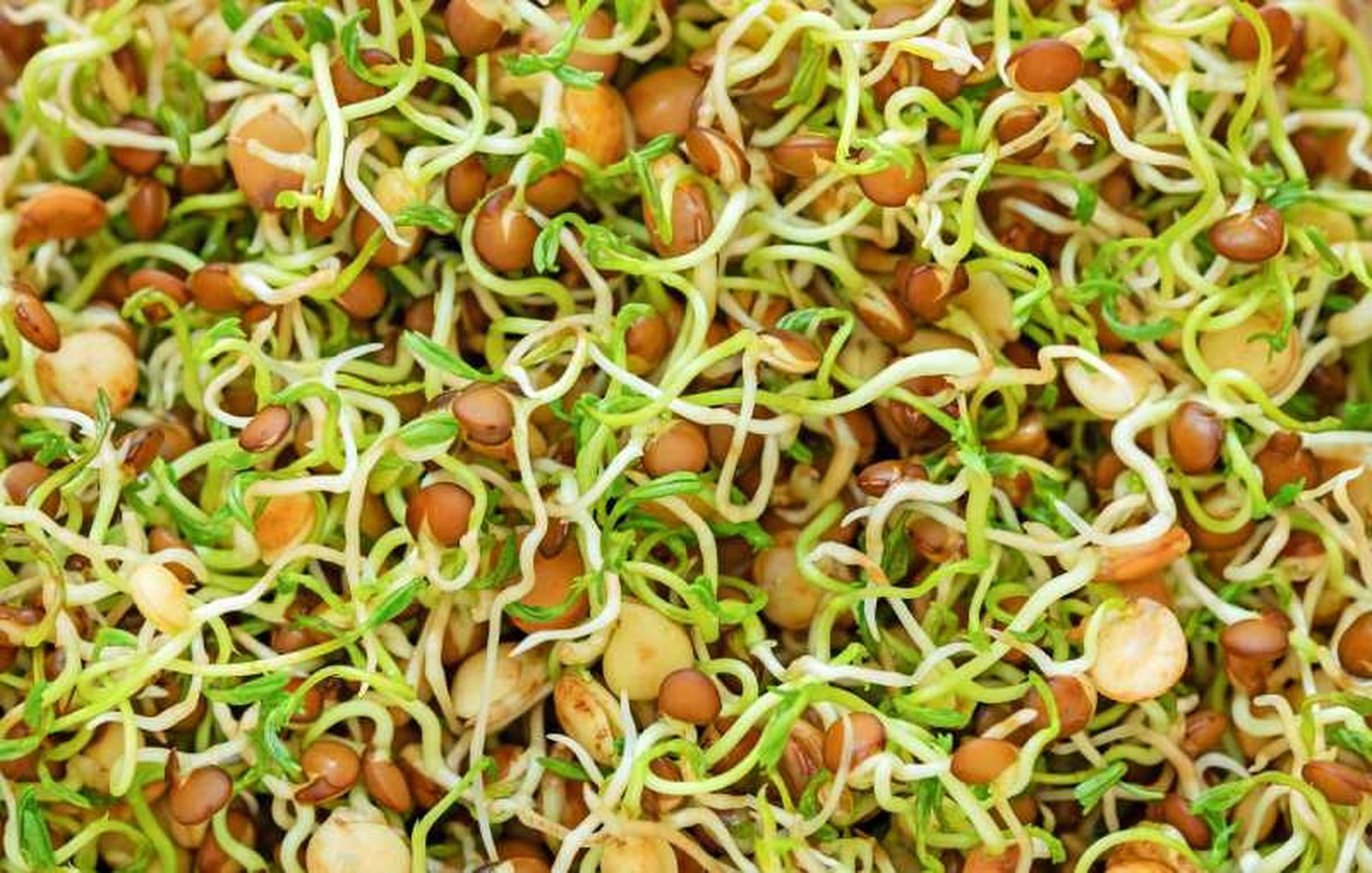 Germinados de lentejas