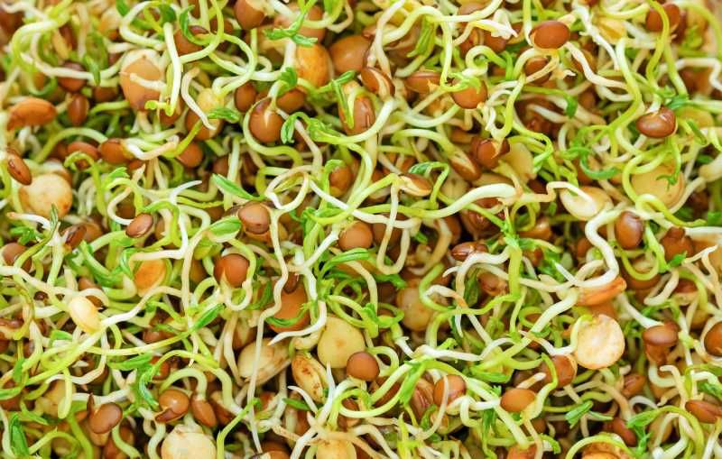 Germinados de lentejas