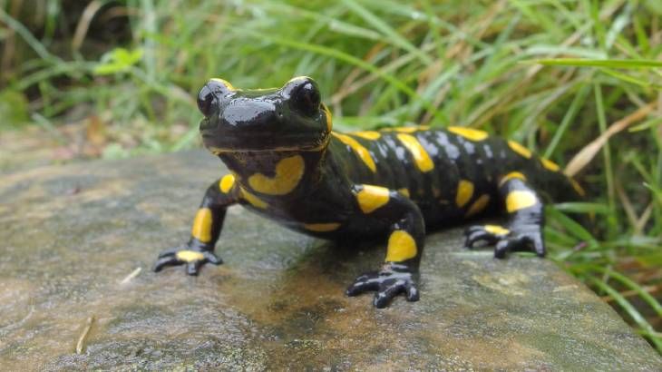 salamandra anfibios