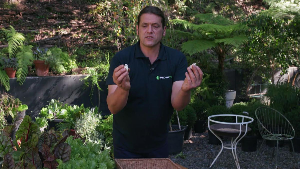 brico 1004 plantacion dientes de ajo