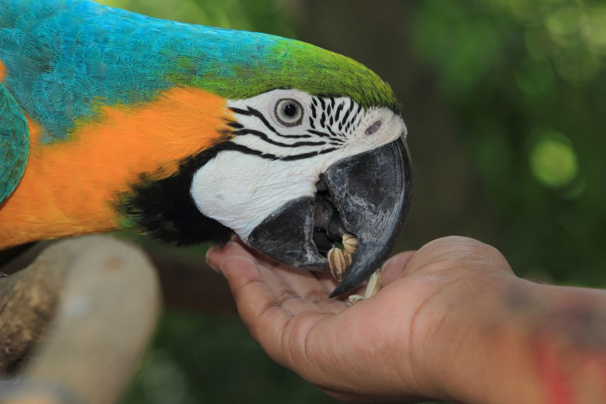 guacamayo comiendo