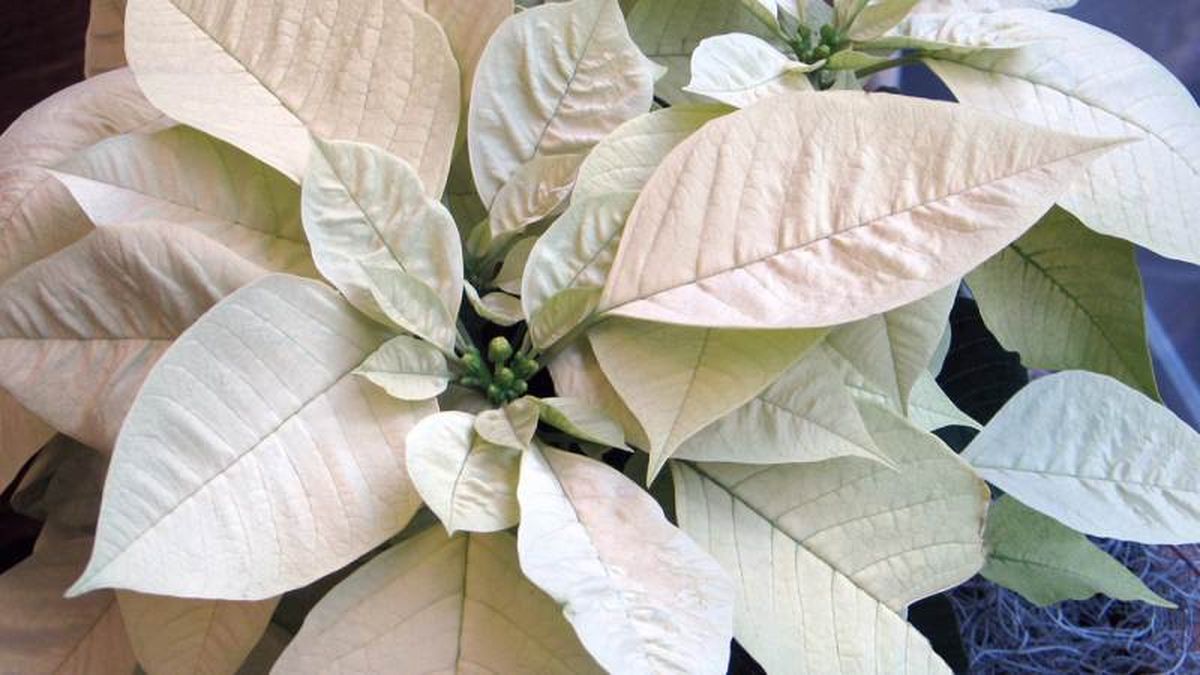 Flor de Pascua blanca