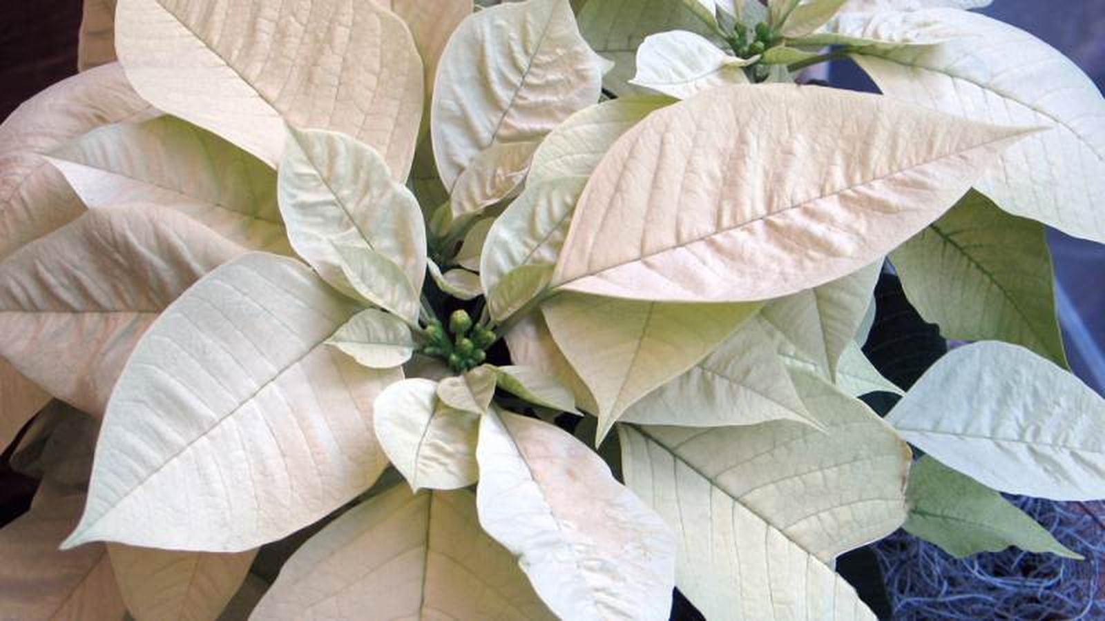 Flor de Pascua blanca