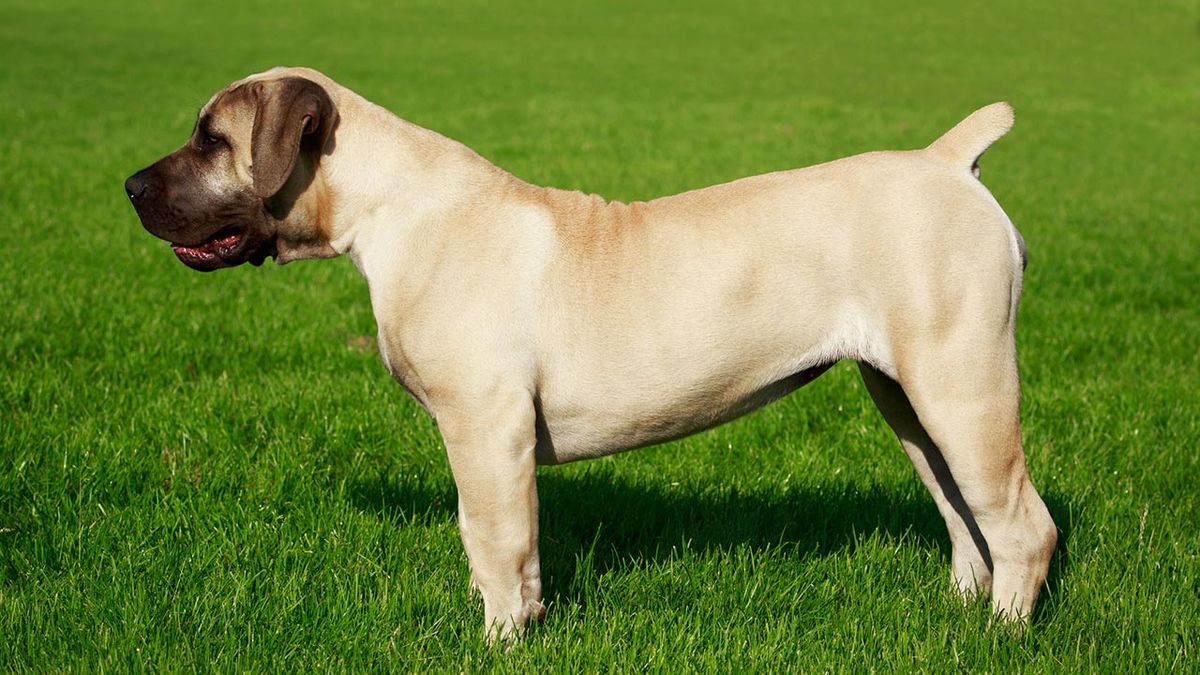7 razas mastin ingles