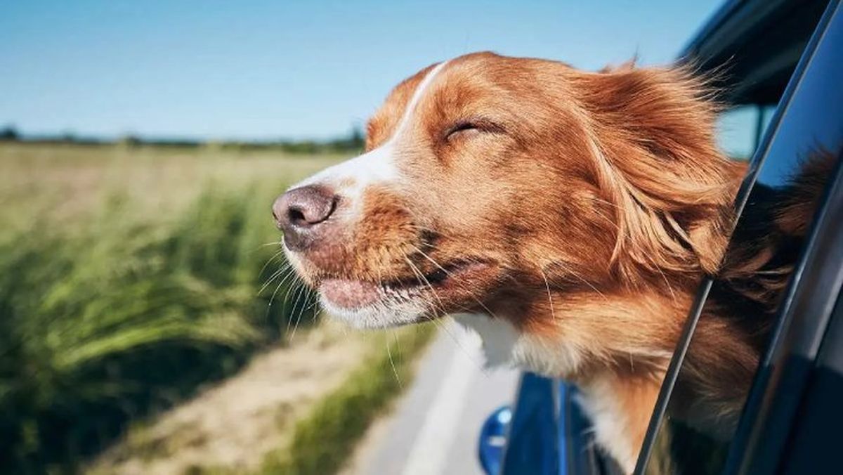 como llevar al perro en coche ok