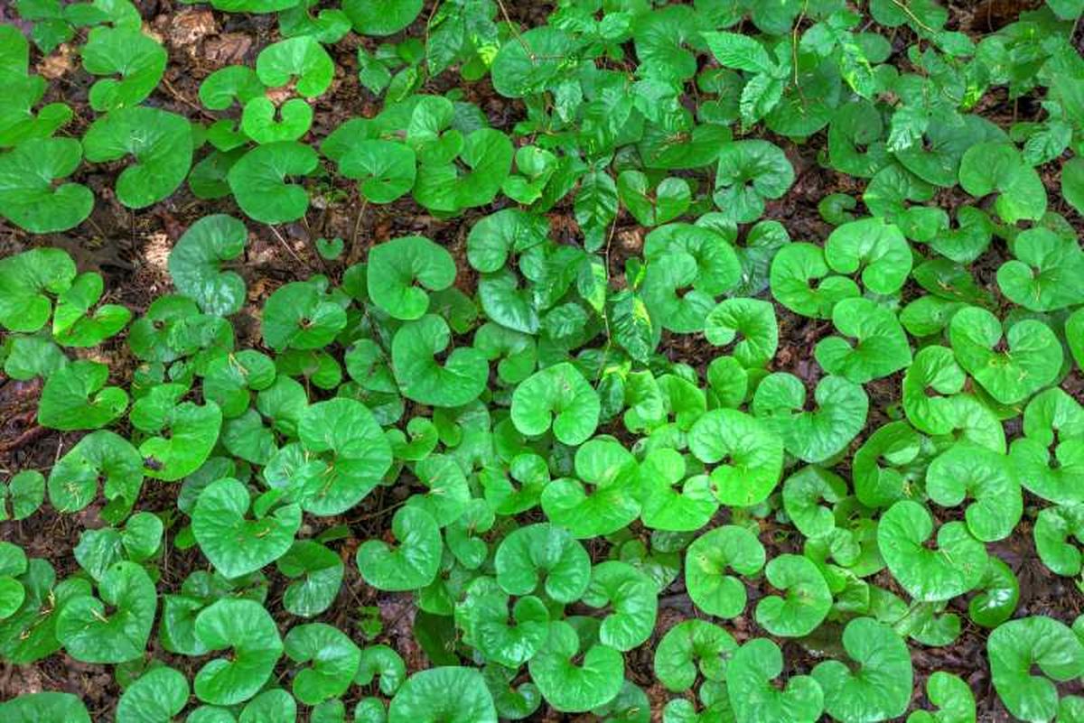 Asarum canadense