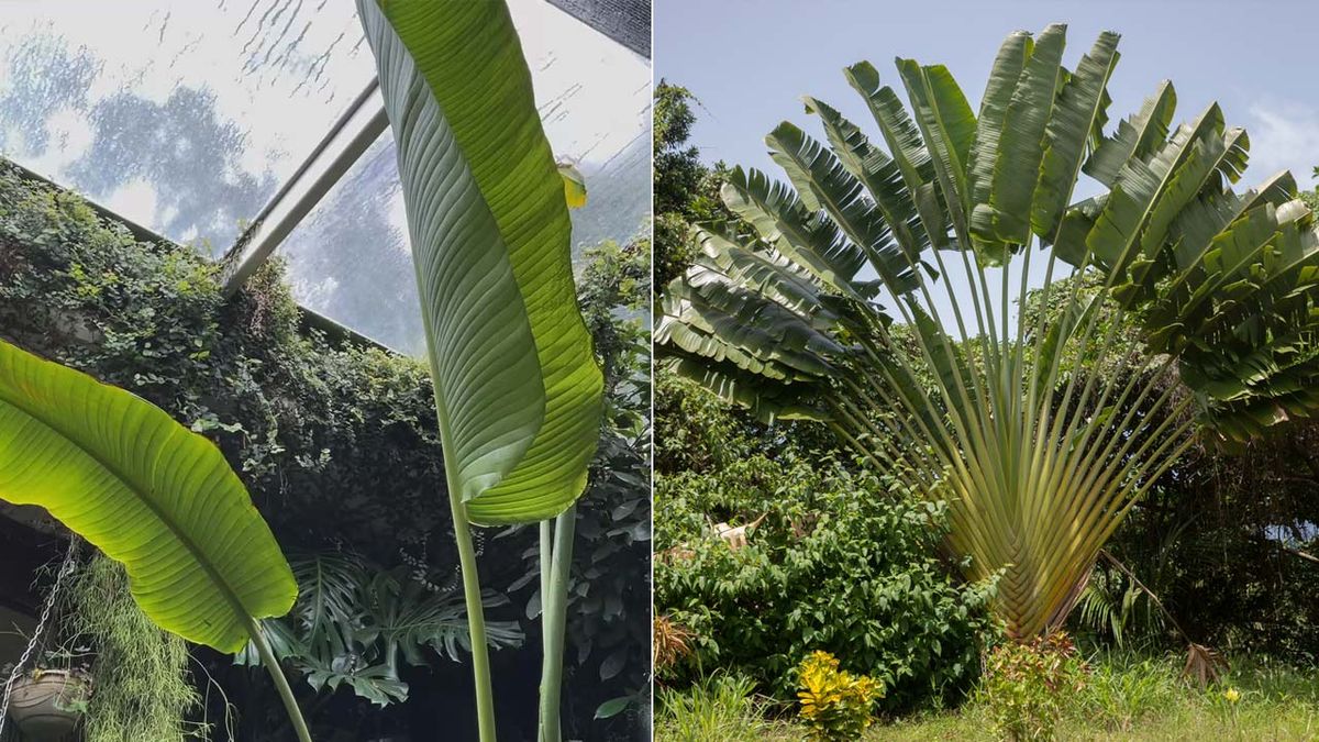 hojas Ravenala madagascariensis