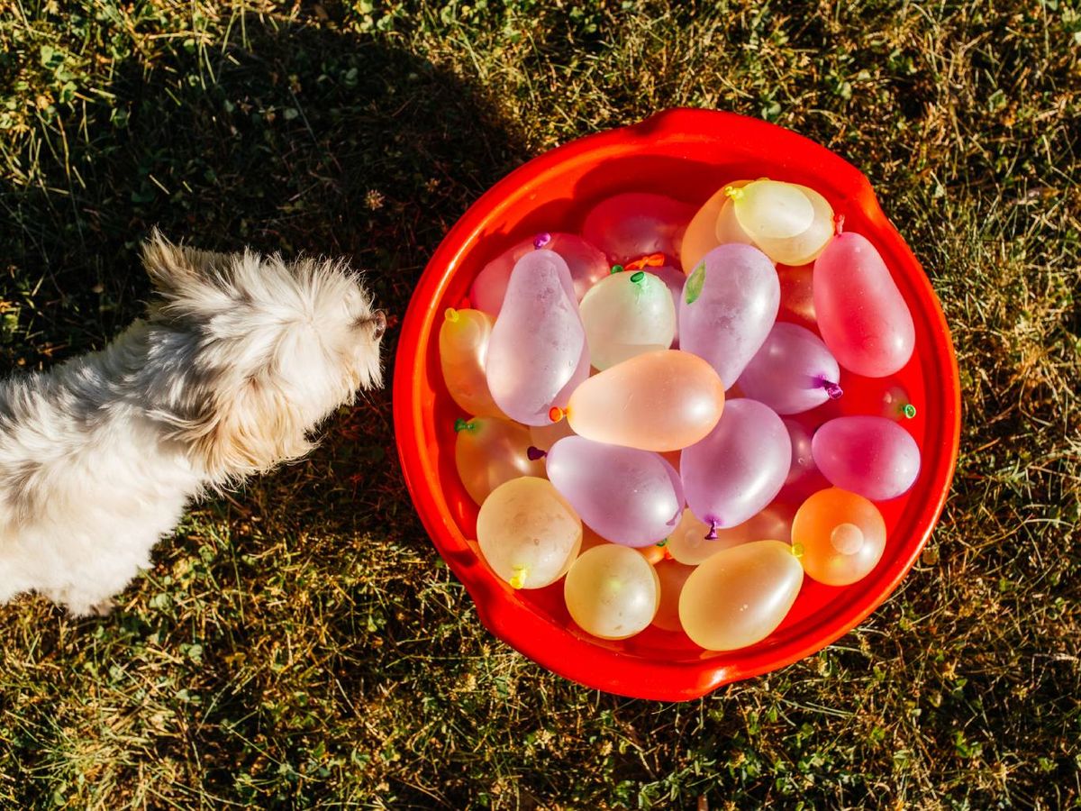 Se les presentaron cuencos de comida de 3 colores diferentes: amarillo, azul y gris.