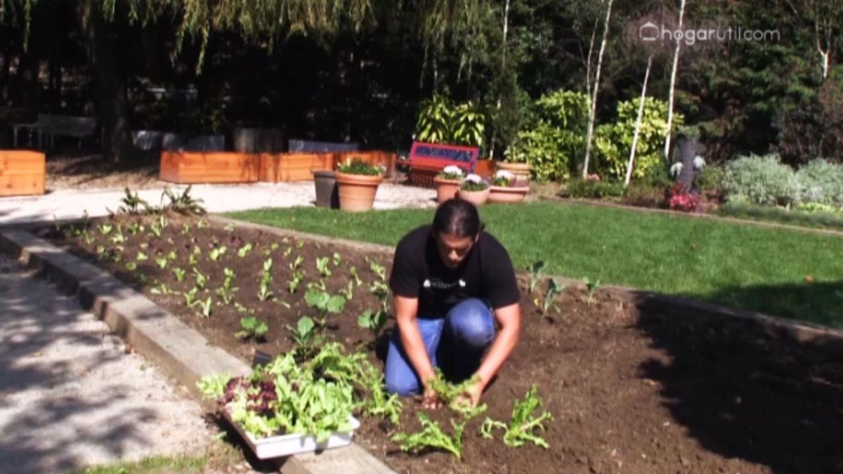 665 huerta otono plantar otono