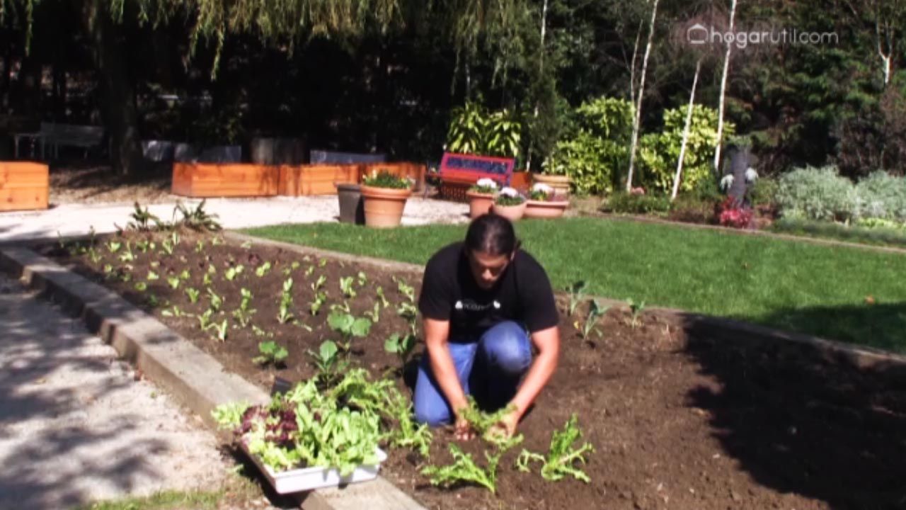 665 huerta otono plantar otono