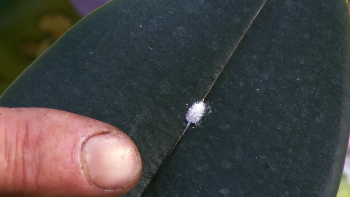 deco 637 cochinilla algodonosa en hoja de orquidea