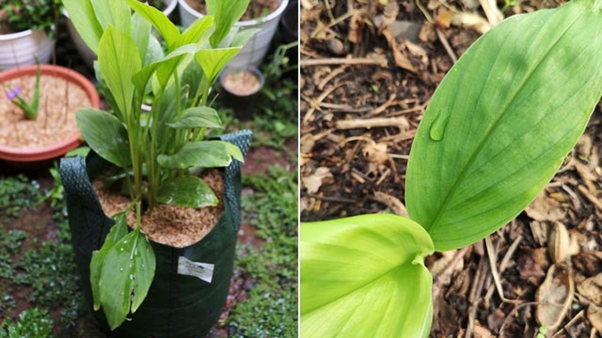 como cultivar la curcuma