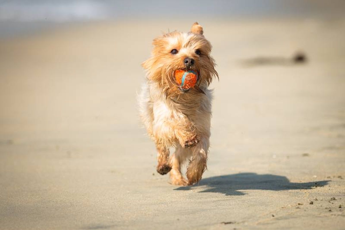 Tirarle un frisbee o una pelota ayudará a que disfrute y se mantenga feliz, practicando además ejercicio