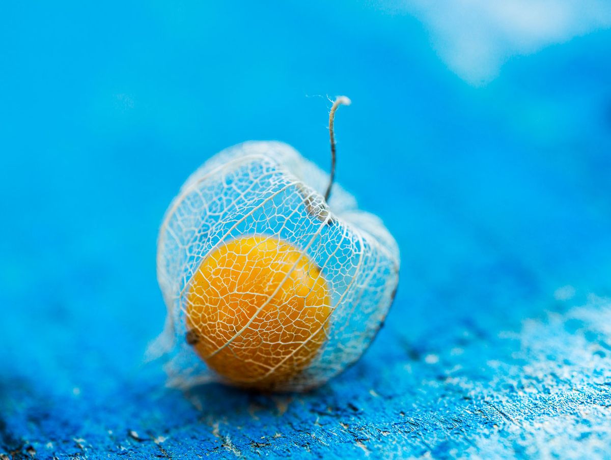 physalis