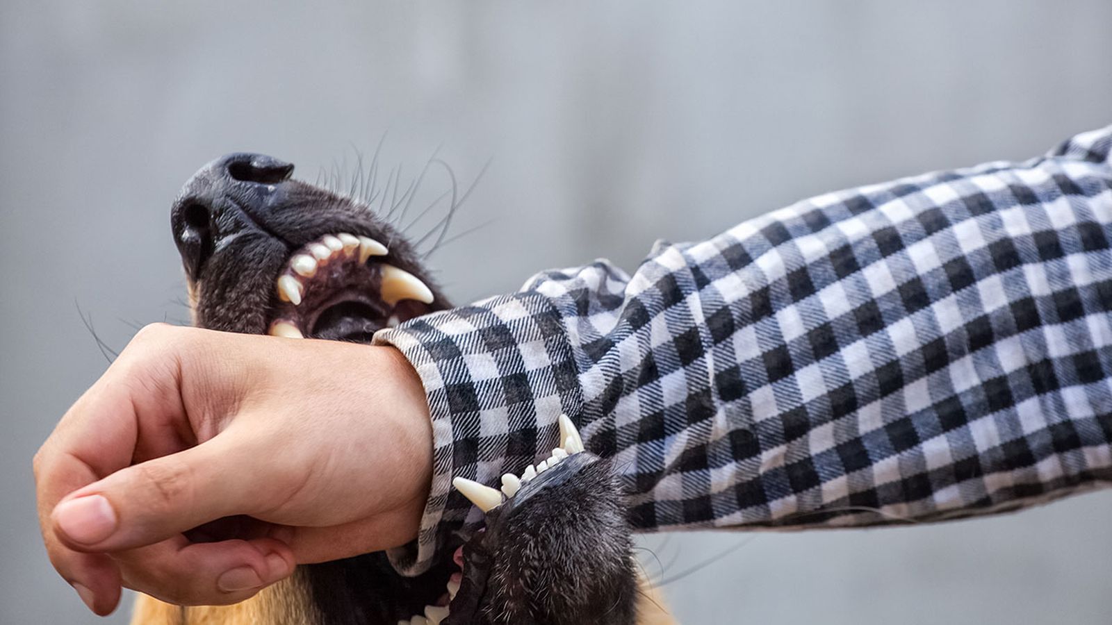 que es la zoonosis y cuales son las mas frecuentes