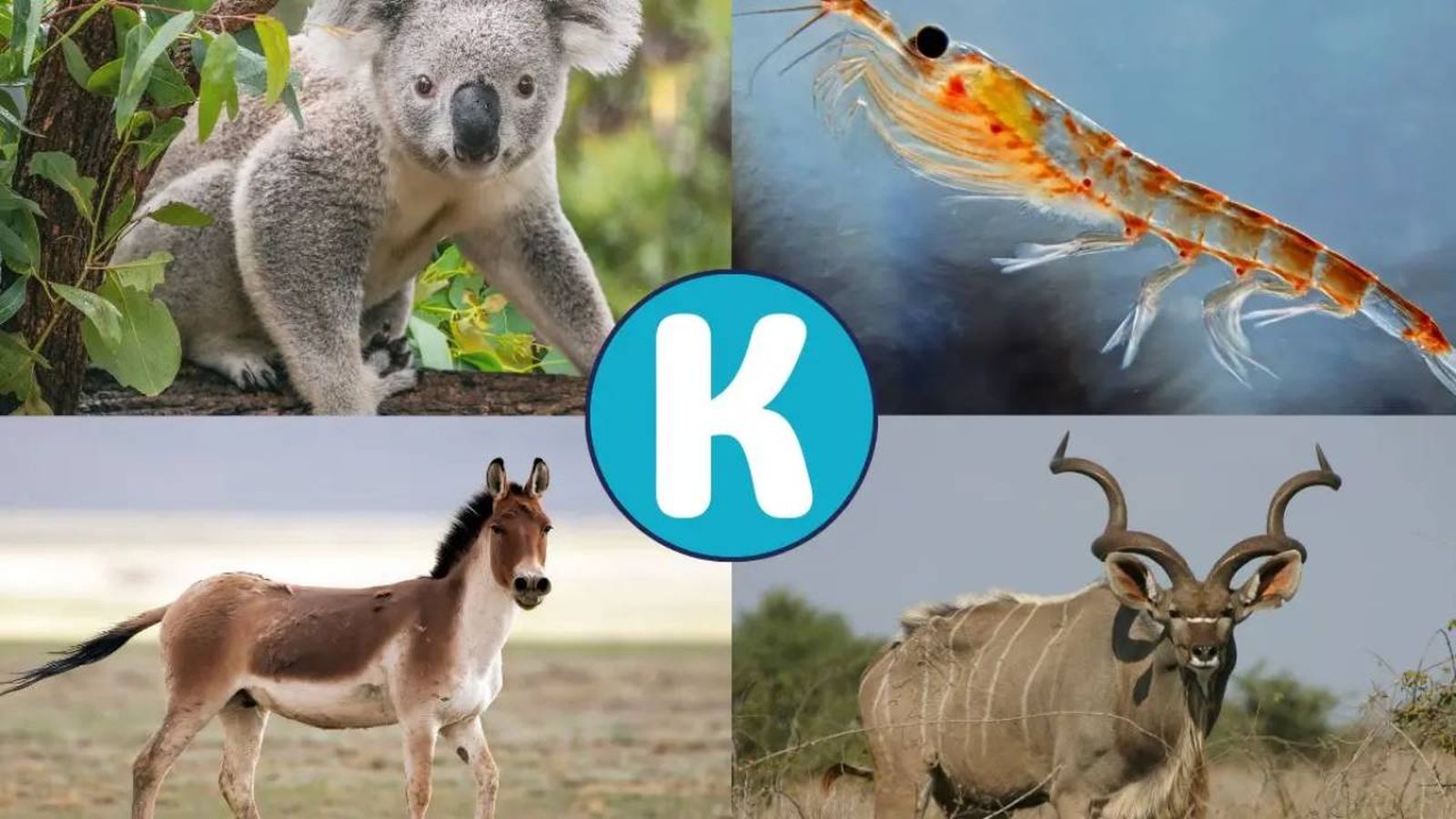 animales que empiezan por k (1)