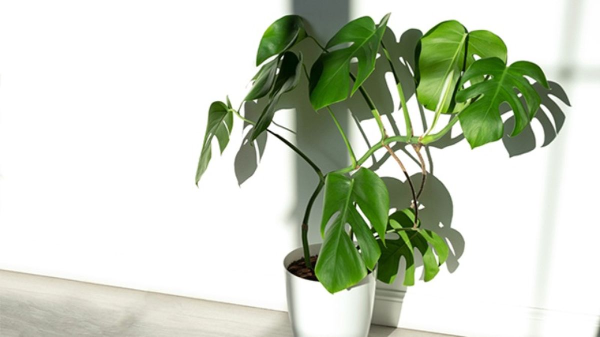 Costilla de Adán o Monstera deliciosa