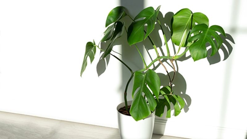 Costilla de Adán o Monstera deliciosa
