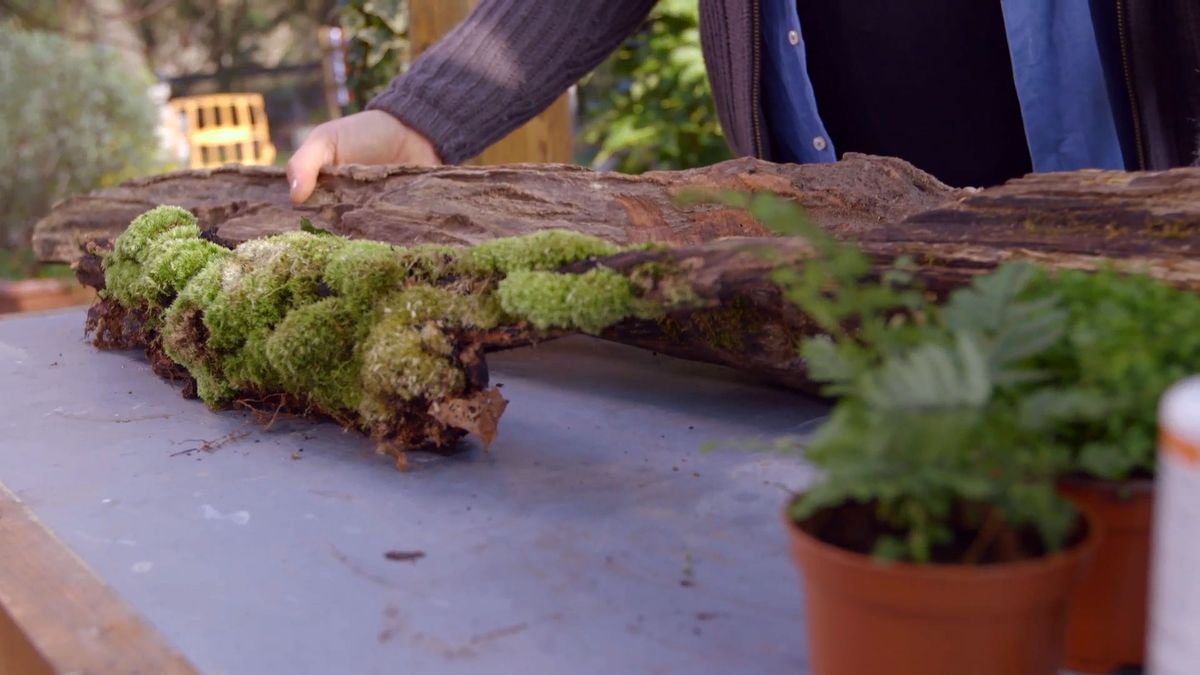 brico 0897 jardineria como crear micro paisaje rama