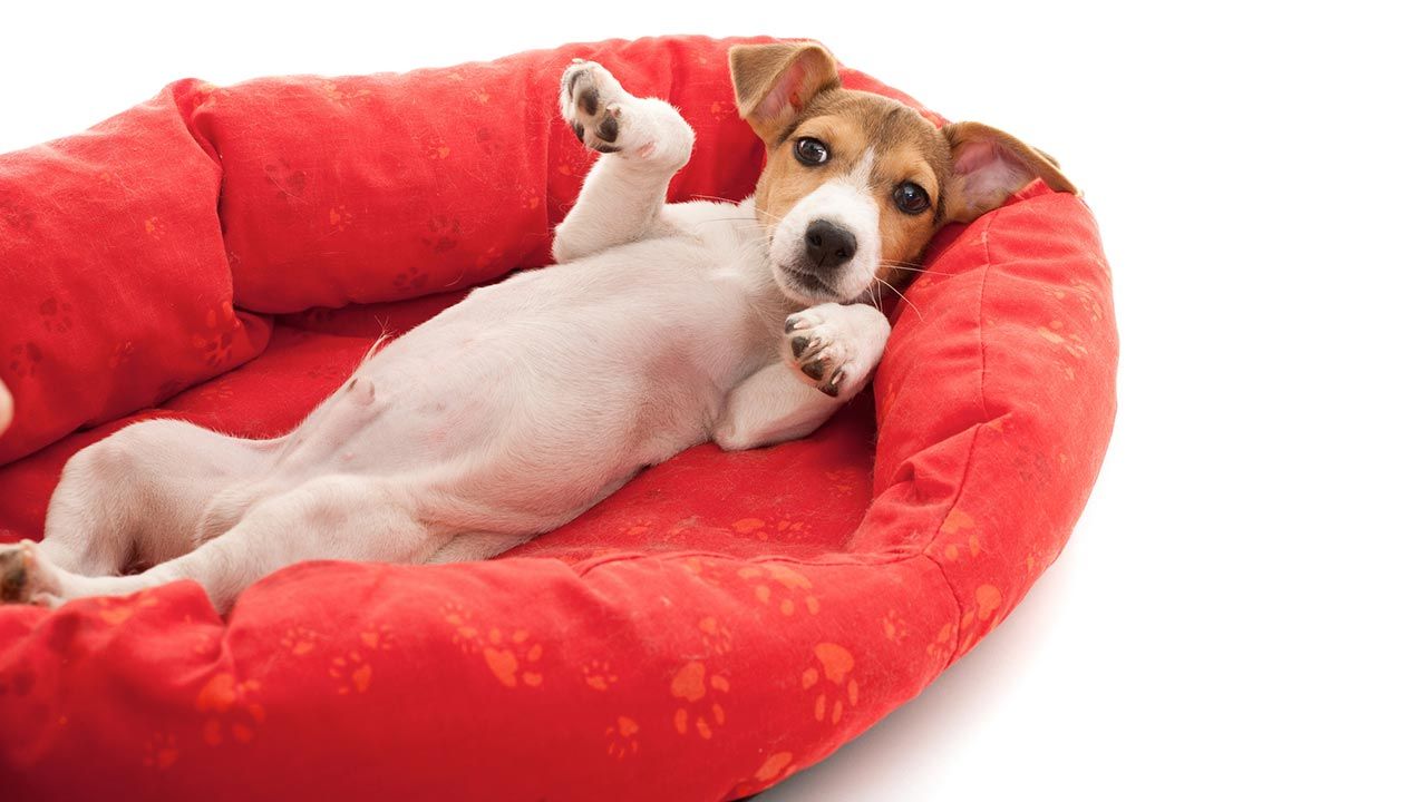 articulos mascotas felices 6 cama perro