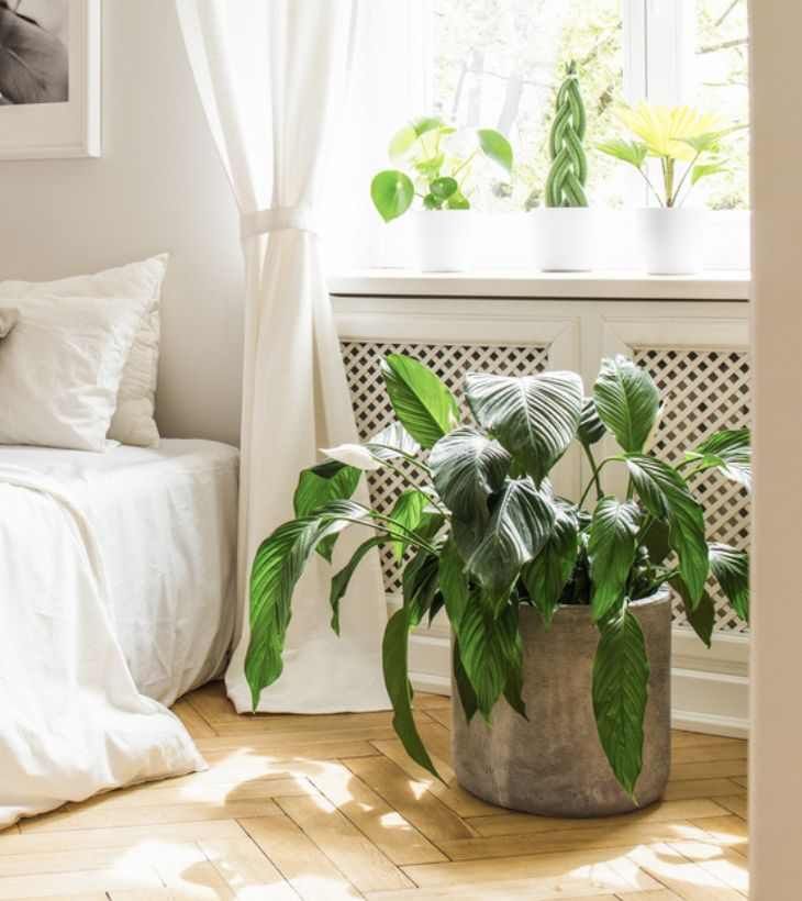 Espatifilo junto a la cama