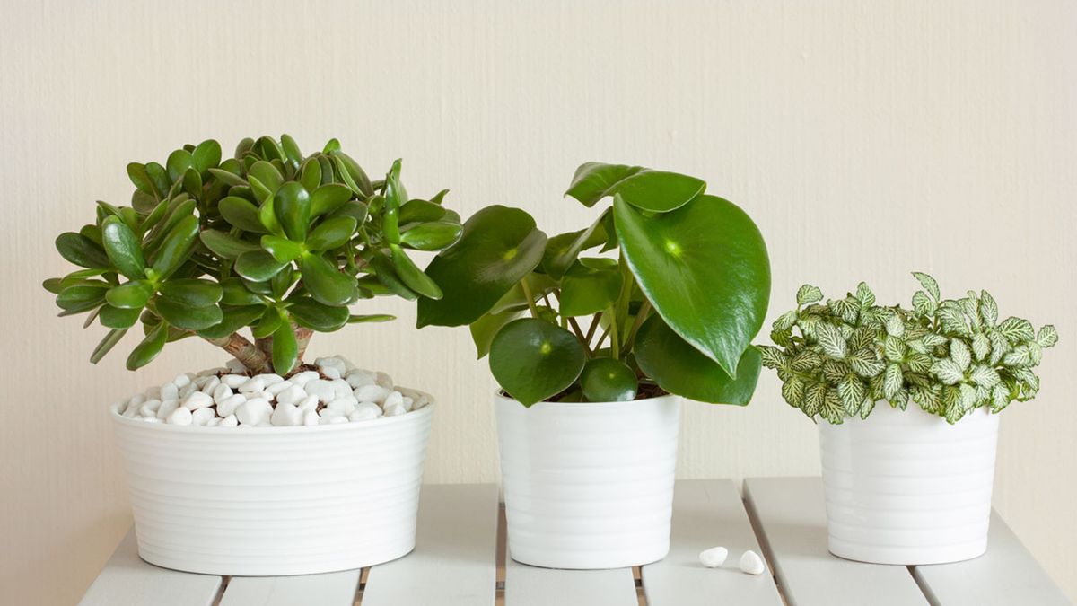 cuidar planta peperomias