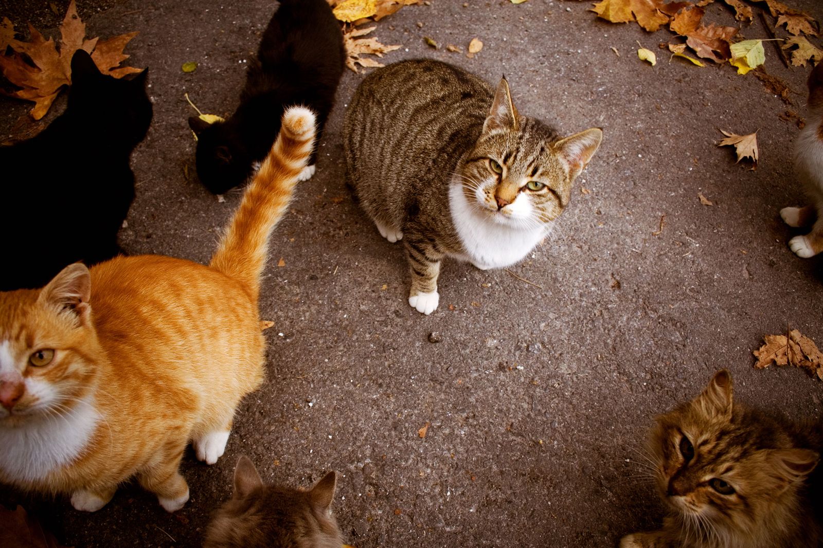 gatos callejeros CEC Capturar Esterilizar Soltar