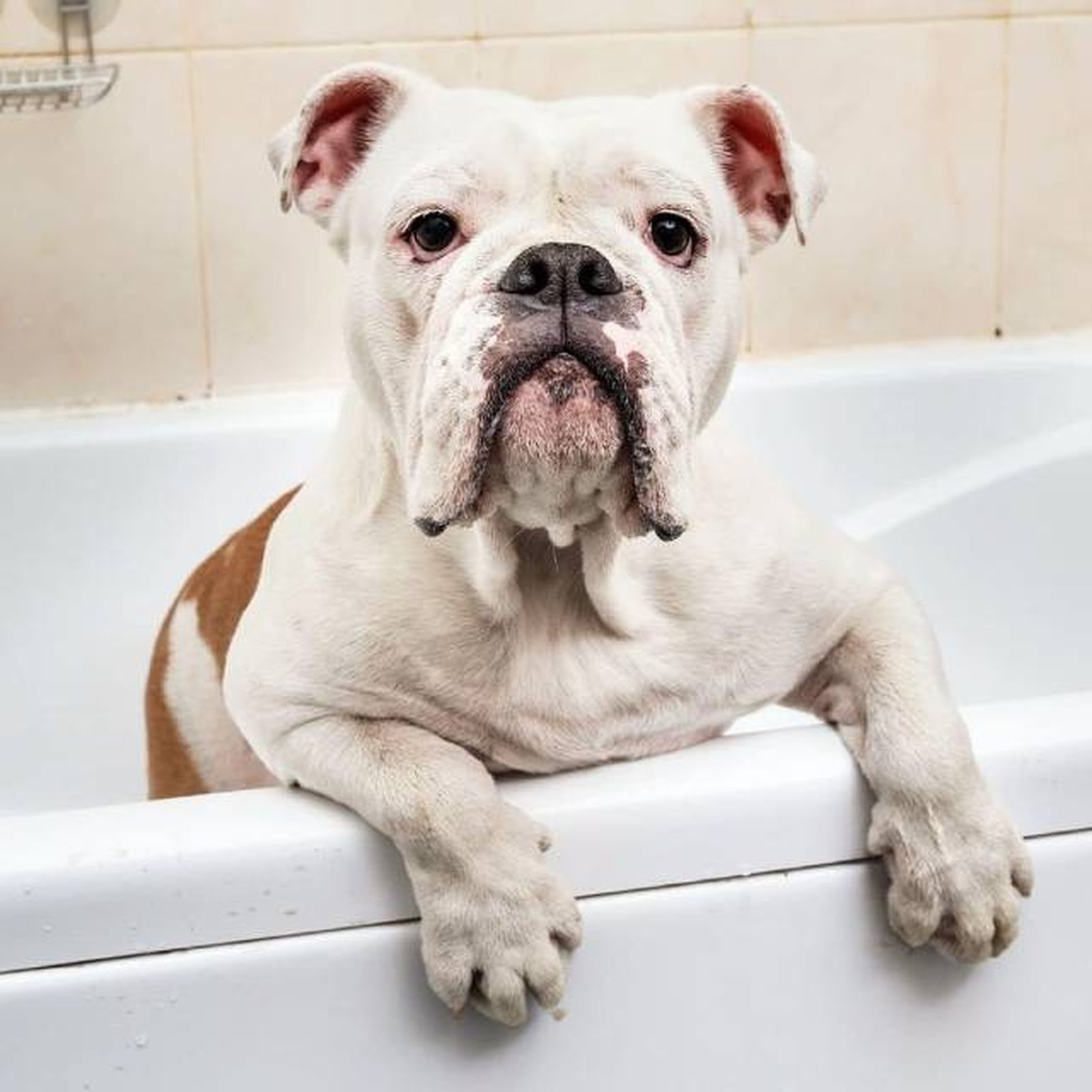 acondicionador pelo blanco perros Iv San Bernard