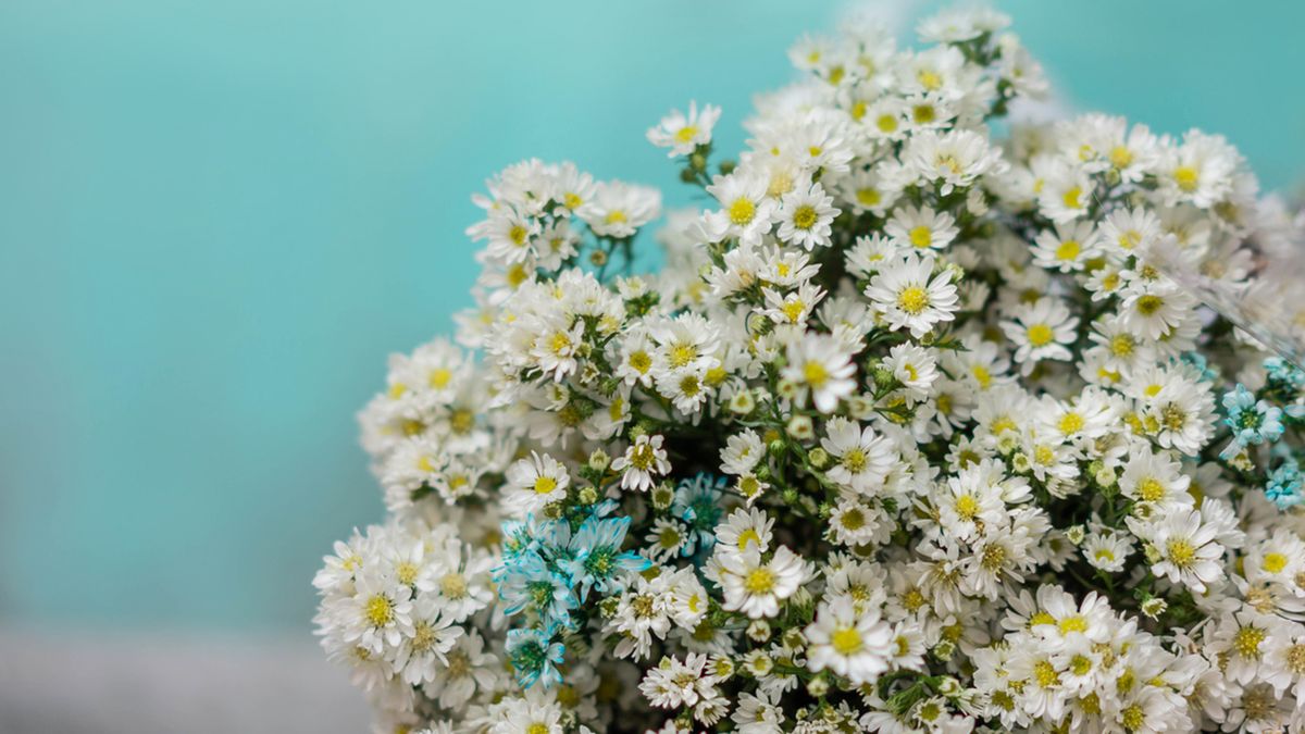 ramo de margaritas para san valentin