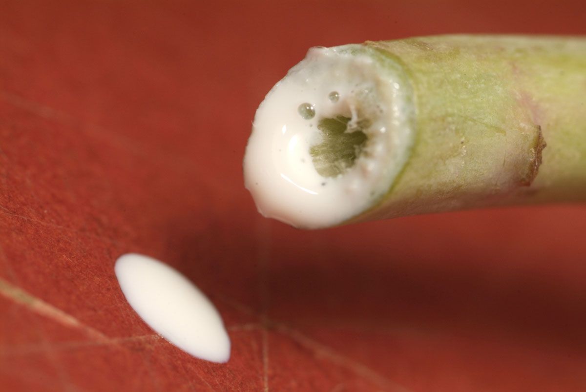 Planta para evitar topos paso 2