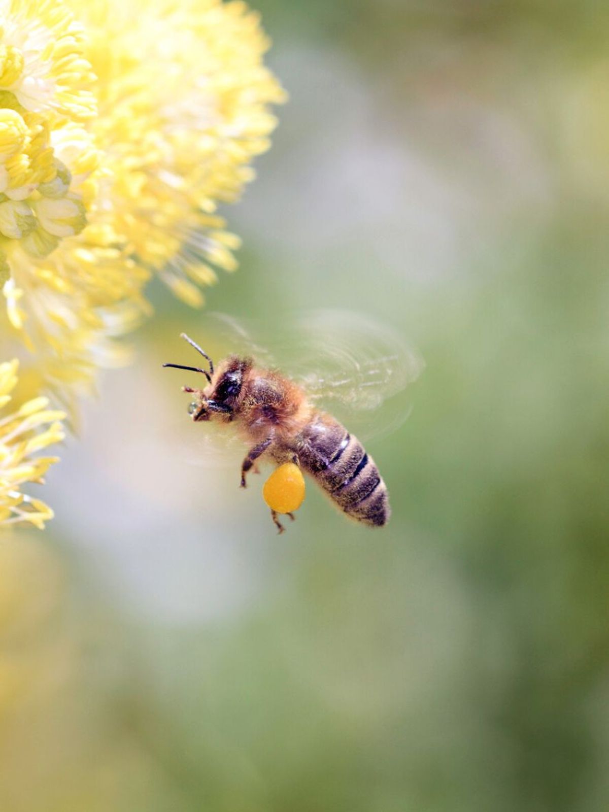 abeja insecto beneficioso para huerto