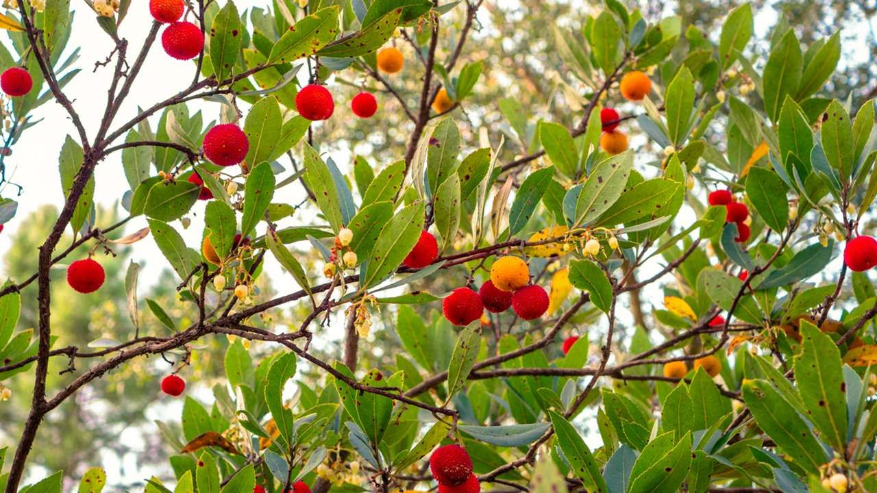 Arbutus unedo