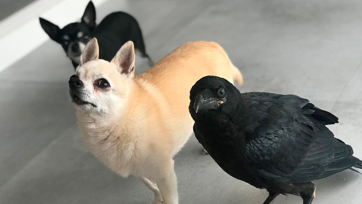 vanta cuervo mascota portada