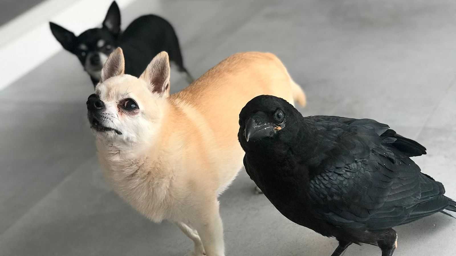 vanta cuervo mascota portada